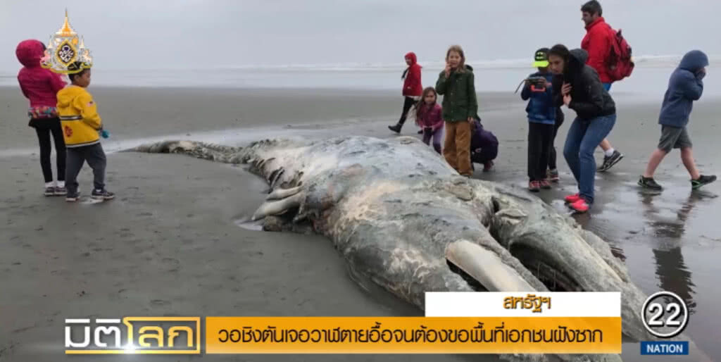 สหรัฐเผชิญปัญหา "ซากวาฬ" ถูกซัดขึ้นฝั่ง ล่าสุดมีมากถึง 30 ตัว