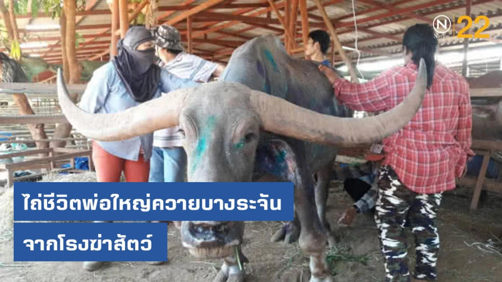 ไถ่ชีวิตพ่อใหญ่ควายบางระจันจากโรงฆ่าสัตว์