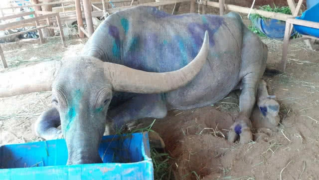 ไถ่ชีวิตพ่อใหญ่ควายบางระจันจากโรงฆ่าสัตว์