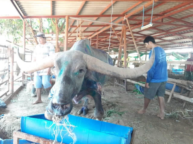 ไถ่ชีวิตพ่อใหญ่ควายบางระจันจากโรงฆ่าสัตว์