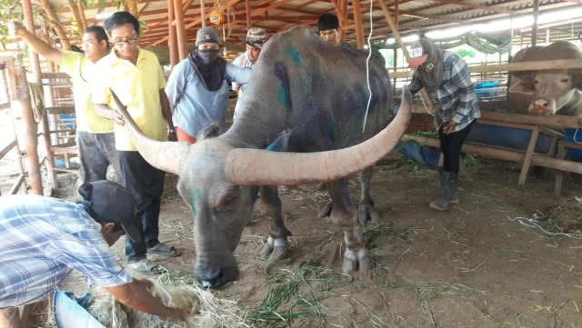 ไถ่ชีวิตพ่อใหญ่ควายบางระจันจากโรงฆ่าสัตว์