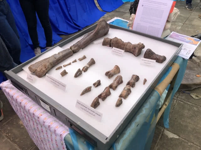 ค้นพบไดโนเสาร์ใหม่สายพันธุ์ที่10 ของไทย