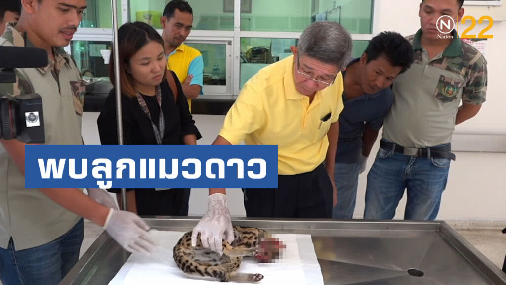 พบลูกแมวดาวในท้องแมวดาวที่เสียชีวิตใน ม.ขอนแก่น