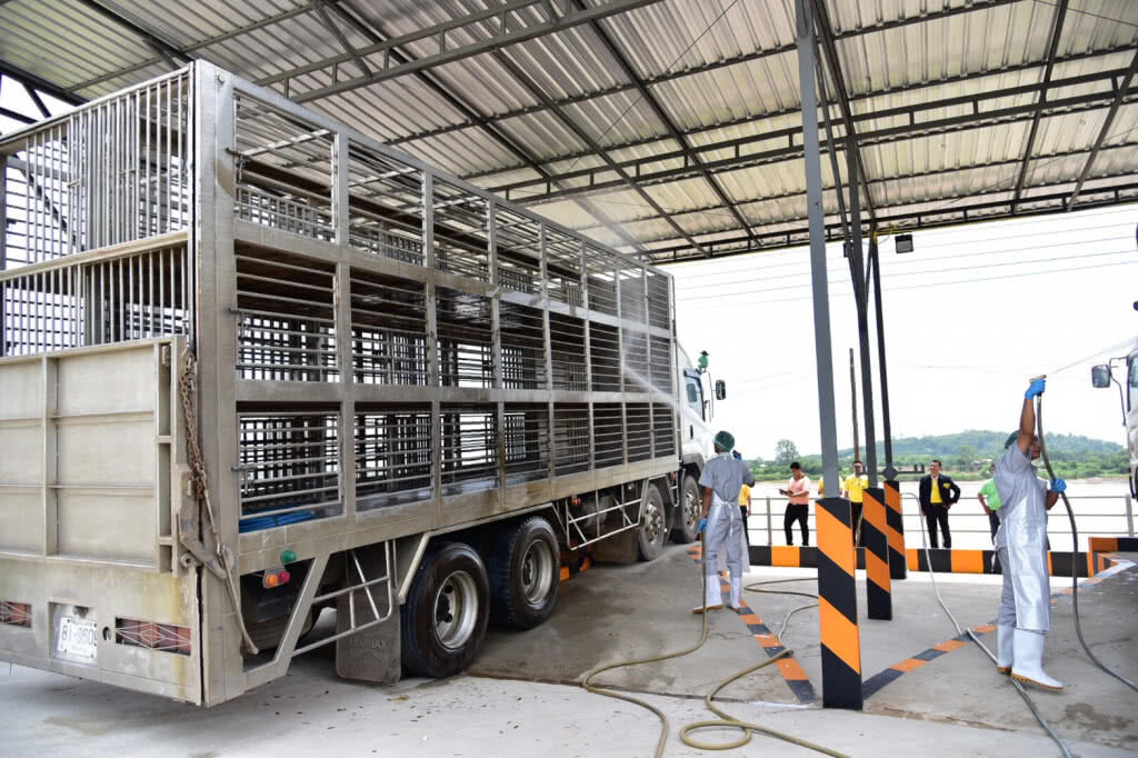 กรมปศุสัตว์-ซีพีเอฟ ผนึกกำลังป้องกัน "อหิวาต์แอฟริกาในสุกร"