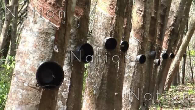 รัฐบาลยืนยันนำยางสดผสมทำถนนทั่วประเทศ แกัปัญหาราคายางพาราผันผวน