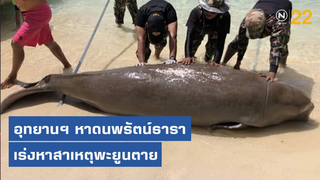 อุทยานฯ​ หาดนพรัตน์ธาราเร่งหาสาเหตุพะยูนตาย