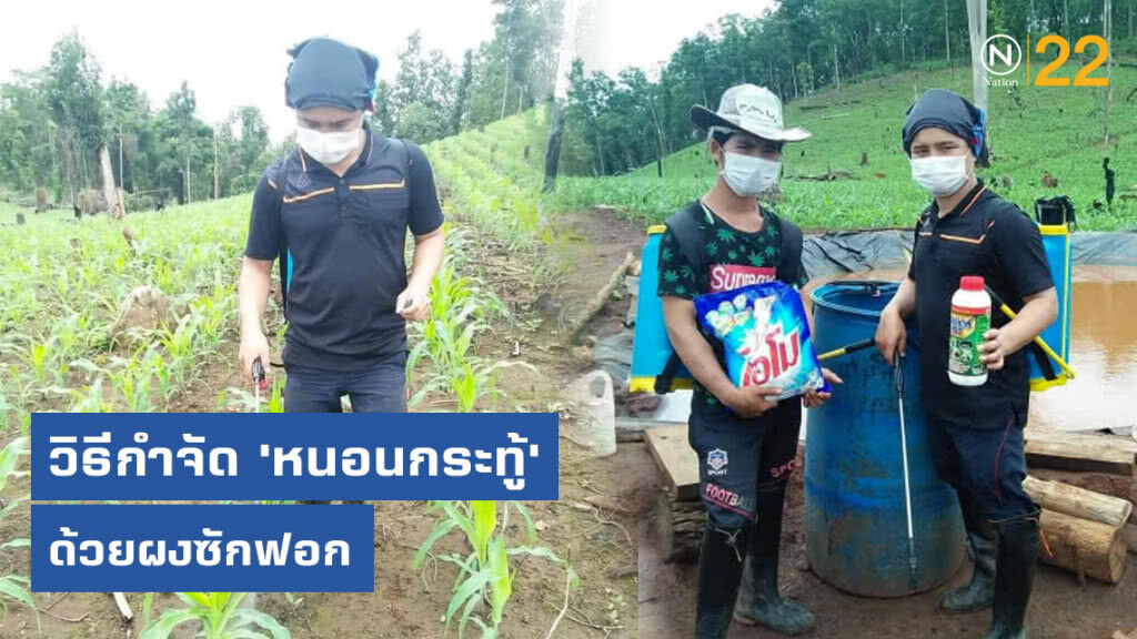 โซเชียลแชร์วิธีกำจัด​ 'หนอนกระทู้'​ บุกไร่ข้าวโพด​ ด้วยผงซักฟอก