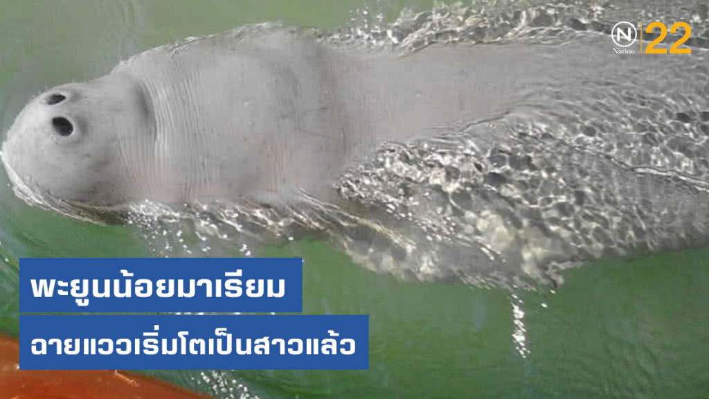 พะยูนน้อยมาเรียม ฉายแววเริ่มโตเป็นสาวแล้ว แต่ยังว่ายน้ำเคียงคู่แม่ส้มเหมือนเดิม !!