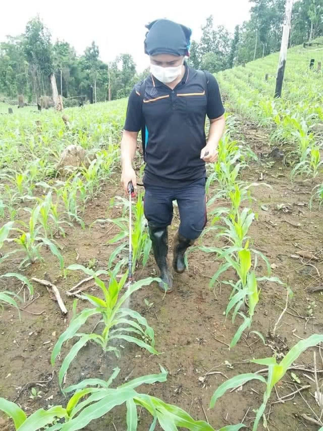 โซเชียลแชร์วิธีกำจัด​ 'หนอนกระทู้'​ บุกไร่ข้าวโพด​ ด้วยผงซักฟอก