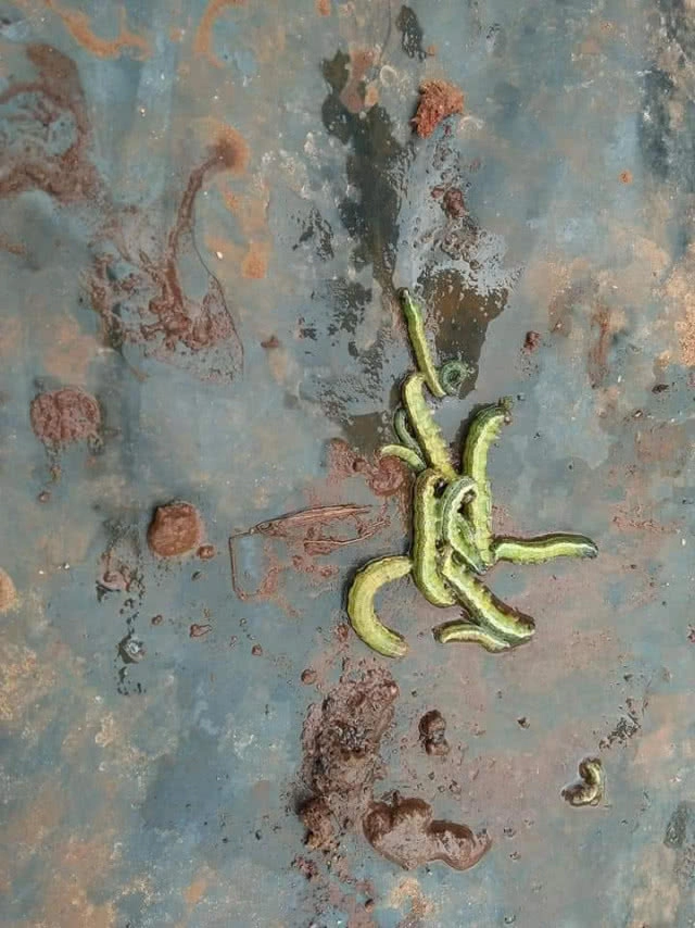 โซเชียลแชร์วิธีกำจัด​ 'หนอนกระทู้'​ บุกไร่ข้าวโพด​ ด้วยผงซักฟอก