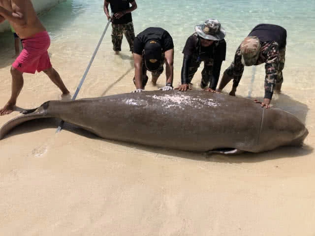 อุทยานฯ​ หาดนพรัตน์ธาราเร่งหาสาเหตุพะยูนตาย