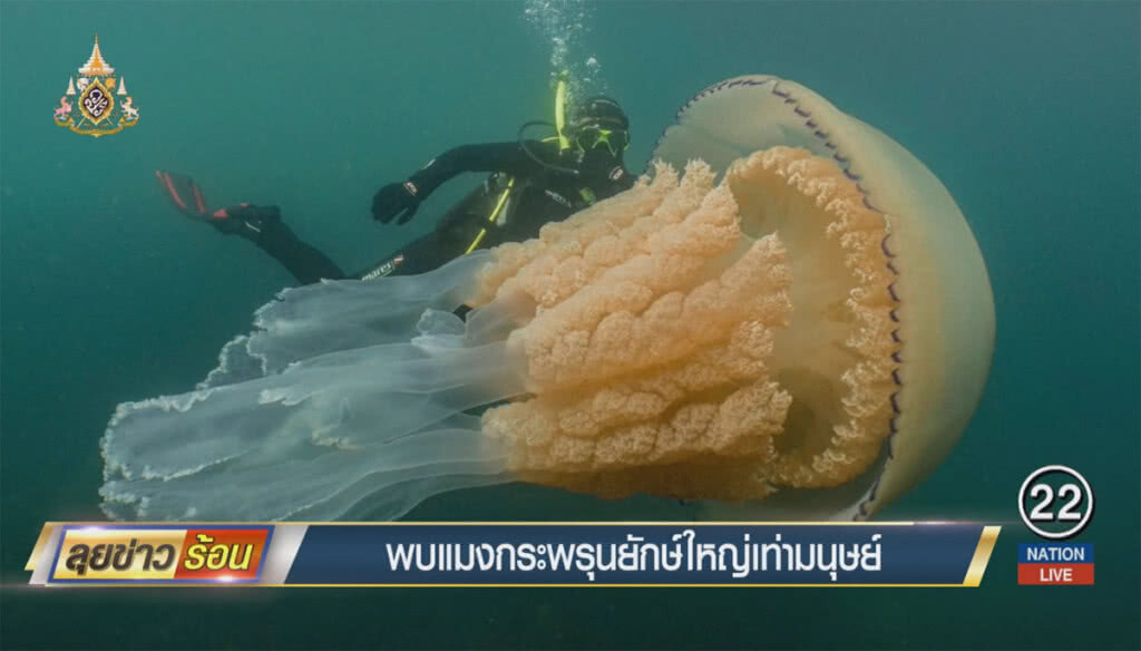 พบแมงกระพรุนยักษ์ใหญ่เท่ามนุษย์
