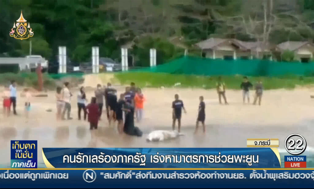 คนรักเลร้องภาครัฐ เร่งหามาตรการช่วยพะยูน คนรักเลร้องภาครัฐ เร่งหามาตรการช่วยพะยูน