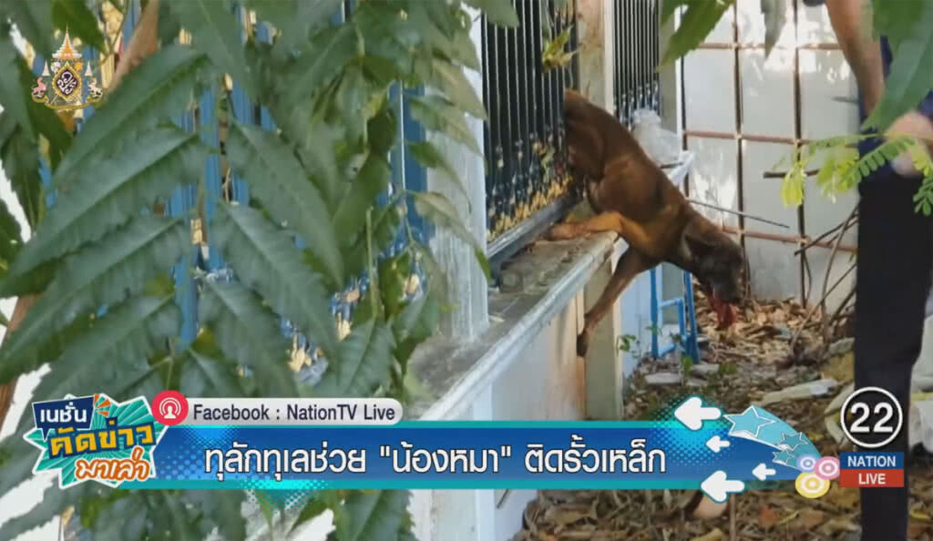ทุลักทุเล! ช่วย "น้องหมา" ติดรั้วเหล็ก ทุลักทุเล! ช่วย "น้องหมา" ติดรั้วเหล็ก