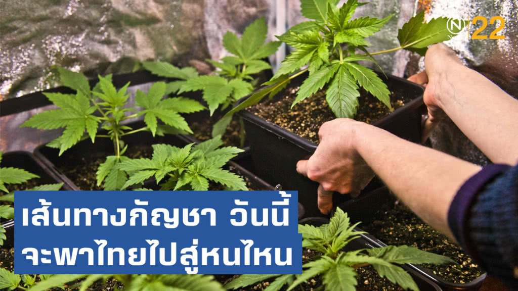 เส้นทางกัญชา วันนี้ จะพาประเทศไทยไปสู่หนไหน เส้นทางกัญชา วันนี้ จะพาประเทศไทยไปสู่หนไหน