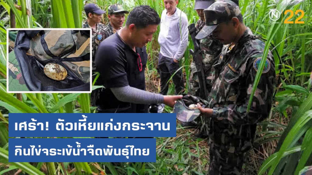 เศร้า! ตัวเหี้ยแก่งกระจาน​ กินไข่จระเข้น้ำจืดพันธุ์​ไทย ​เหลือ​ใบเดียว​
