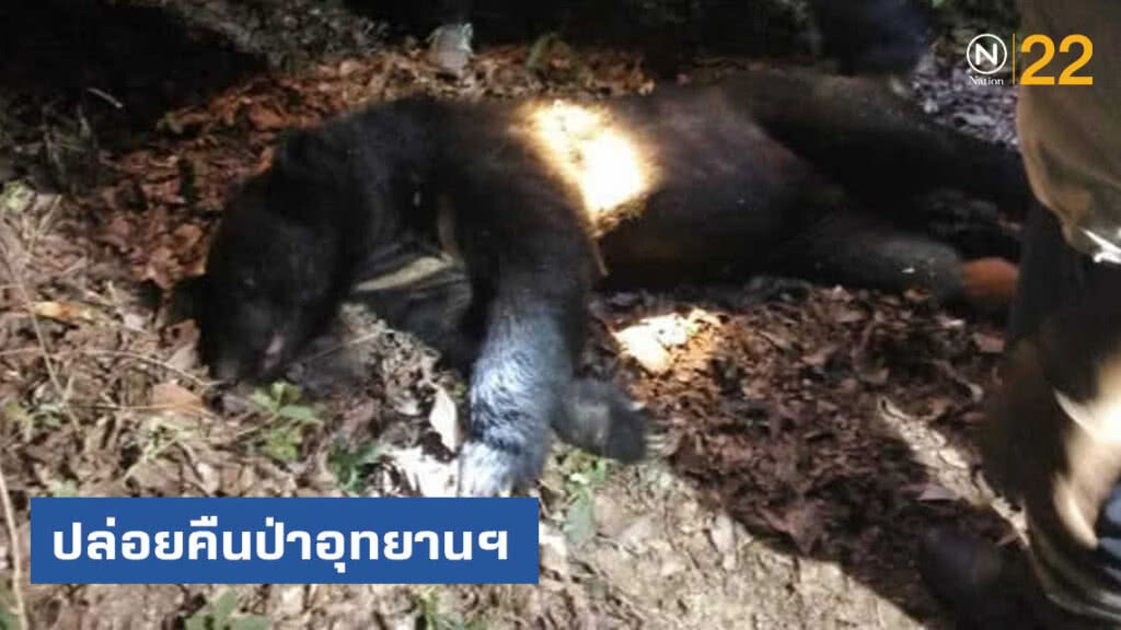 จนท. ตั้งกรงดักหมีควายเข้าพื้นที่ชาวบ้าน ล่าสุดนำปล่อยคืนป่าอุทยานฯ ทับลานแล้ว