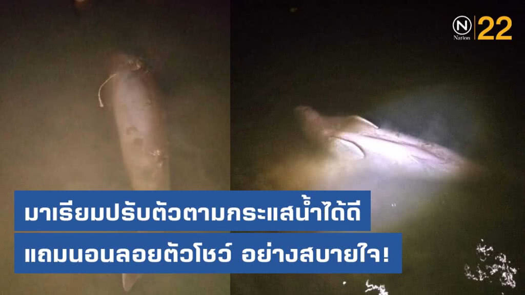 มาเรียมปรับตัวตามกระแสน้ำได้ดี ไม่เกยตื้นแล้ว แถมนอนลอยตัวโชว์ จนท. อย่างสบายใจ!