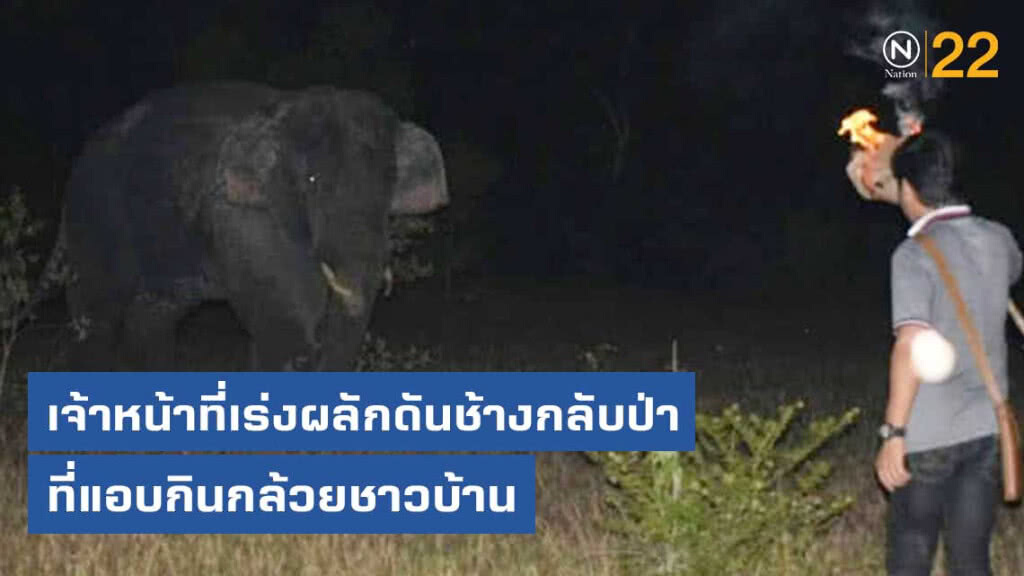 ช้างป่า แอบกินกล้วยชาวบ้าน​ จนท.เขาใหญ่ เร่งผลักดันกลับเข้าป่า