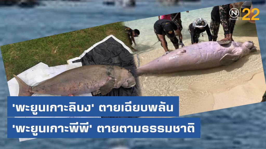 ผลชันสูตรชี้ 'พะยูนเกาะลิบง'​ ตายเฉียบพลัน​ แต่​ 'พะยูนเกาะพีพี'​ ตายตามธรรมชาติ