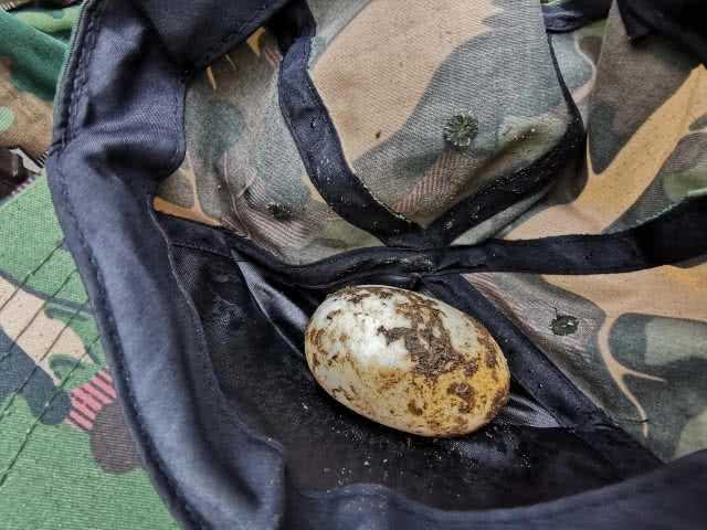 เศร้า! ตัวเหี้ยแก่งกระจาน​ กินไข่จระเข้น้ำจืดพันธุ์​ไทย ​เหลือ​ใบเดียว​