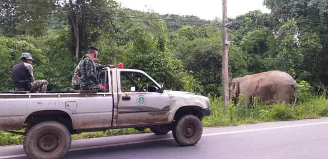 อุทยานแห่งชาติแก่งกระจาน จัดเจ้าหน้าที่ เฝ้าผลักดัน และระวังช้างป่าอย่างต่อเนื่อง!!