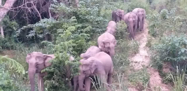อุทยานแห่งชาติแก่งกระจาน จัดเจ้าหน้าที่ เฝ้าผลักดัน และระวังช้างป่าอย่างต่อเนื่อง!!