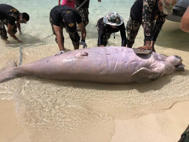 ผลชันสูตรชี้ 'พะยูนเกาะลิบง'​ ตายเฉียบพลัน​ แต่​ 'พะยูนเกาะพีพี'​ ตายตามธรรมชาติ