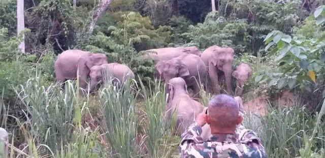 อุทยานแห่งชาติแก่งกระจาน จัดเจ้าหน้าที่ เฝ้าผลักดัน และระวังช้างป่าอย่างต่อเนื่อง!!