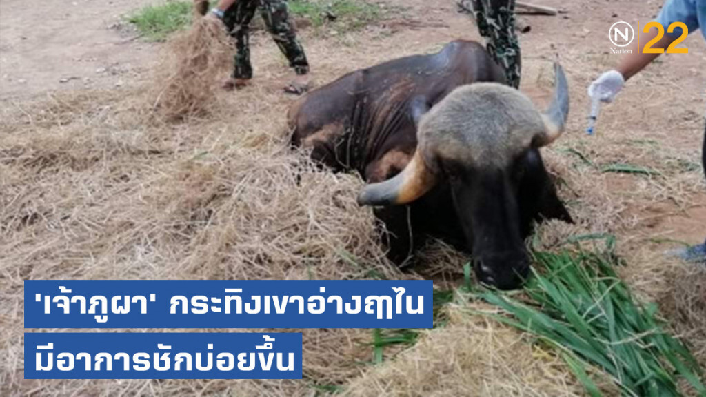 'เจ้าภูผา' กระทิงเขาอ่างฤาไนมีอาการชักบ่อยขึ้น 'เจ้าภูผา' กระทิงเขาอ่างฤาไนมีอาการชักบ่อยขึ้น