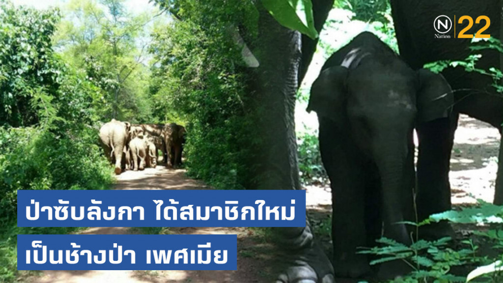 ป่าซับลังกา ได้สมาชิกใหม่เป็นช้างป่า เพศเมีย