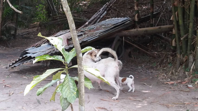 หมา 4 ตัว รุมขย้ำหนูน้อยวัยขวบเศษ ชาวบ้านเข้าช่วยไว้ได้ทัน เย็บไป 15 เข็ม