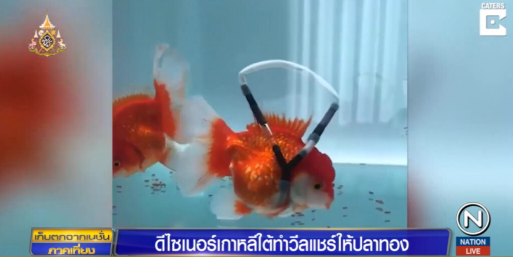 ดีไซเนอร์เกาหลีใต้ทำ "วีลแชร์ลอยน้ำ" ให้ปลาทอง ดีไซเนอร์เกาหลีใต้ทำ "วีลแชร์ลอยน้ำ" ให้ปลาทอง