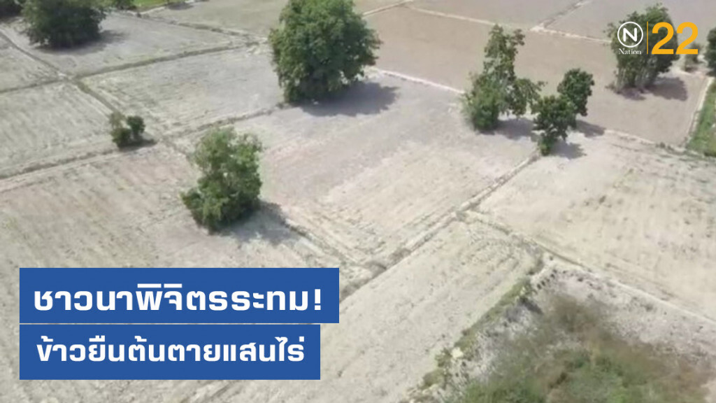 ชาวนาพิจิตรระทม! ข้าวยืนต้นตายแสนไร่ รอเงินชดเชย ชาวนาพิจิตรระทม! ข้าวยืนต้นตายแสนไร่ รอเงินชดเชย