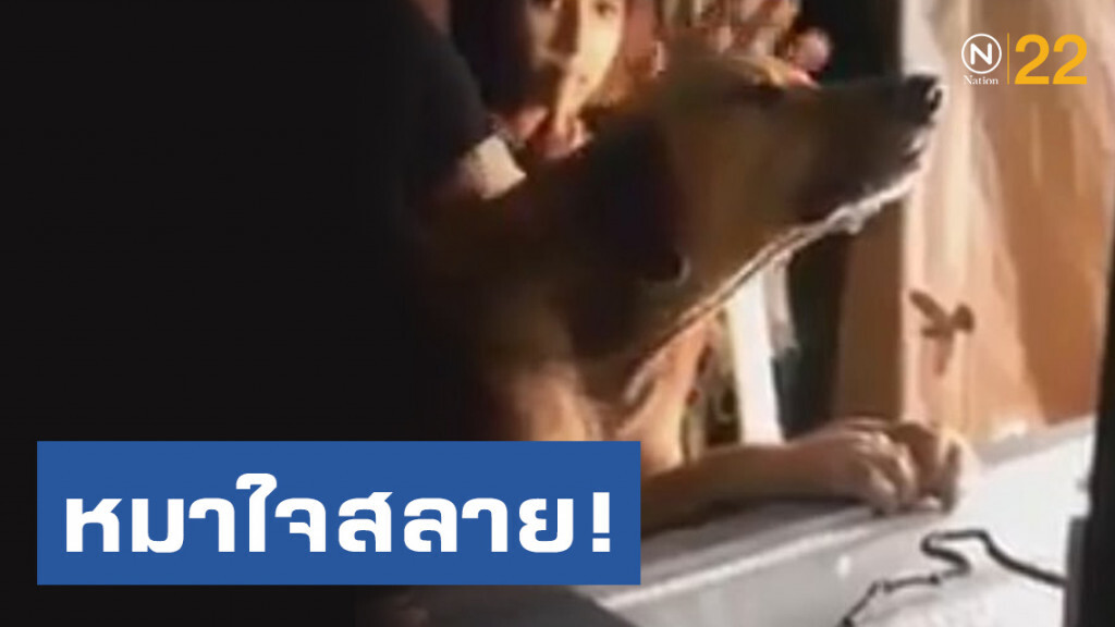 ชาวโซเชียลสุดสงสาร! หมาใจสลาย! เกาะขอบโลงเจ้าของไม่ยอมปล่อย ชาวโซเชียลสุดสงสาร! หมาใจสลาย! เกาะขอบโลงเจ้าของไม่ยอมปล่อย