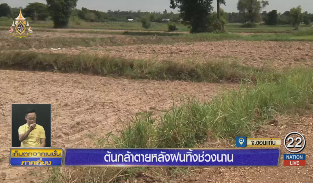 ต้นกล้าตาย หลังฝนทิ้งช่วงนาน