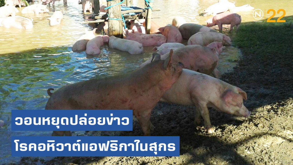 สมาคมผู้เลี้ยงหมู วอนหยุดปล่อยข่าวโรค ASF ระบาดในสุกร