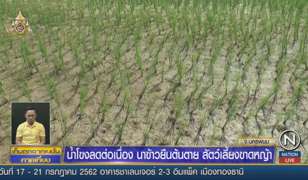 น้ำโขงลดต่อเนื่อง นาข้าวยืนต้นตาย สัตว์เลี้ยงขาดหญ้า น้ำโขงลดต่อเนื่อง นาข้าวยืนต้นตาย สัตว์เลี้ยงขาดหญ้า
