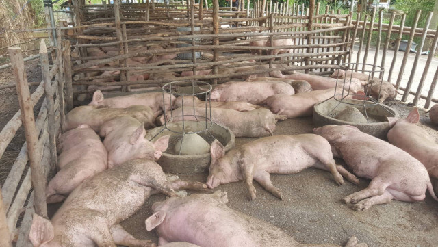 สมาคมผู้เลี้ยงหมู วอนหยุดปล่อยข่าวโรค ASF ระบาดในสุกร