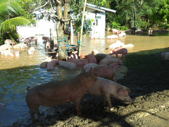 สมาคมผู้เลี้ยงหมู วอนหยุดปล่อยข่าวโรค ASF ระบาดในสุกร