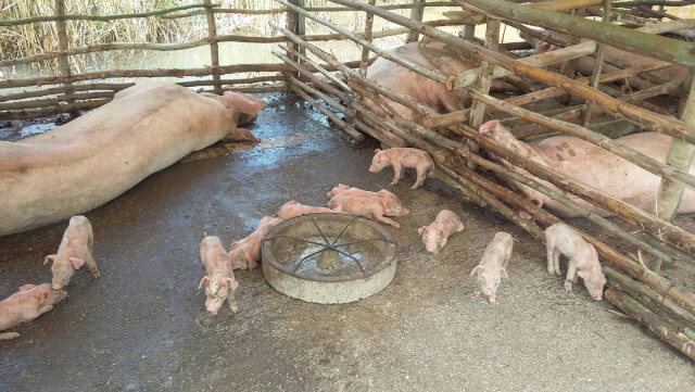 สมาคมผู้เลี้ยงหมู วอนหยุดปล่อยข่าวโรค ASF ระบาดในสุกร