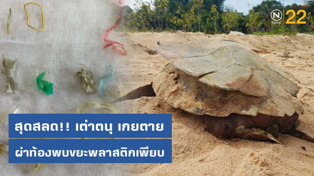 สุดสลด!! เต่าตนุ เกยตาย ผ่าท้องพบขยะพลาสติกเพียบ สุดสลด!! เต่าตนุ เกยตาย ผ่าท้องพบขยะพลาสติกเพียบ