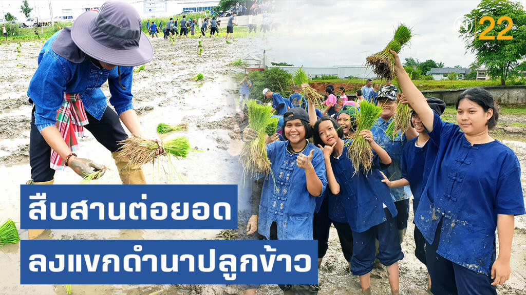 สืบสานต่อยอด ลงแขกดำนาปลูกข้าว