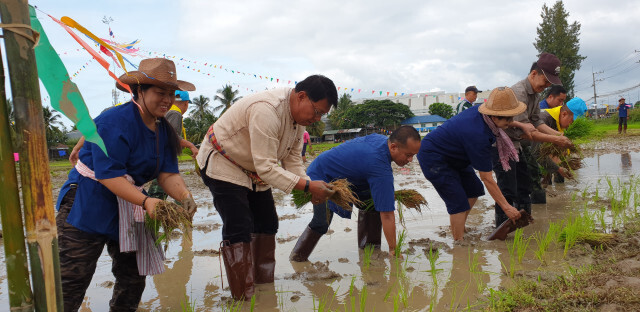 สืบสานต่อยอด ลงแขกดำนาปลูกข้าว