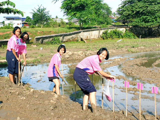 สืบสานต่อยอด ลงแขกดำนาปลูกข้าว
