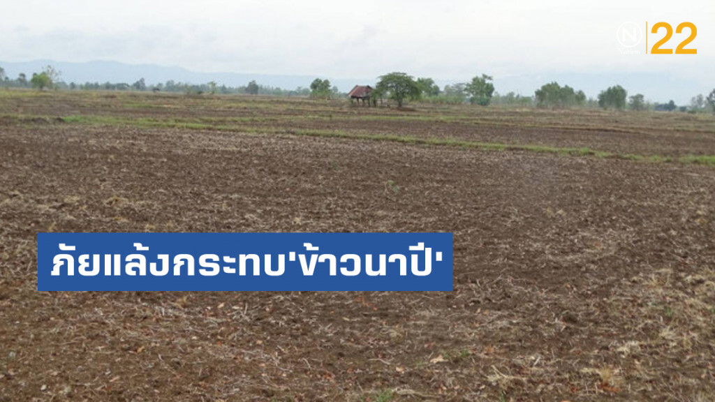 ภัยแล้งกระทบ'ข้าวนาปี'สูญ 1.5 หมื่นล้าน ภัยแล้งกระทบ'ข้าวนาปี'สูญ 1.5 หมื่นล้าน