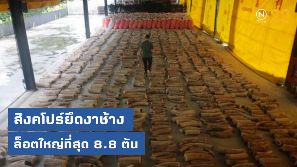 สิงคโปร์ยึดงาช้างล็อตใหญ่ที่สุด 8.8 ตัน