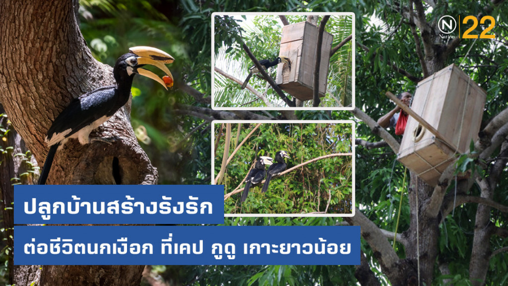 ปลูกบ้านสร้างรังรักต่อชีวิตนกเงือก ที่เคป กูดู เกาะยาวน้อย