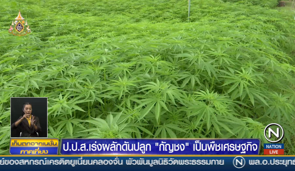 ป.ป.ส.เร่งผลักดันปลูก "กัญชง" เป็นพืชเศรษฐกิจ