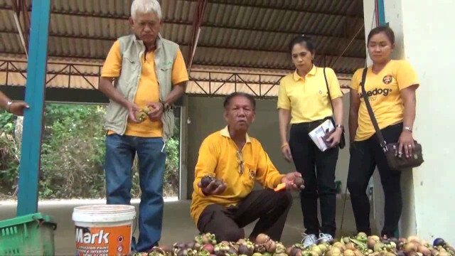 ราคามังคุดทิพย์พังงาเริ่มขยับดีขึ้น